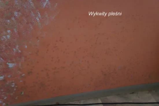 Jak napisać pismo do spółdzielni mieszkaniowej w sprawie grzyba i uniknąć problemów Jak napisać pismo do spółdzielni mieszkaniowej w sprawie grzyba i uniknąć problemów